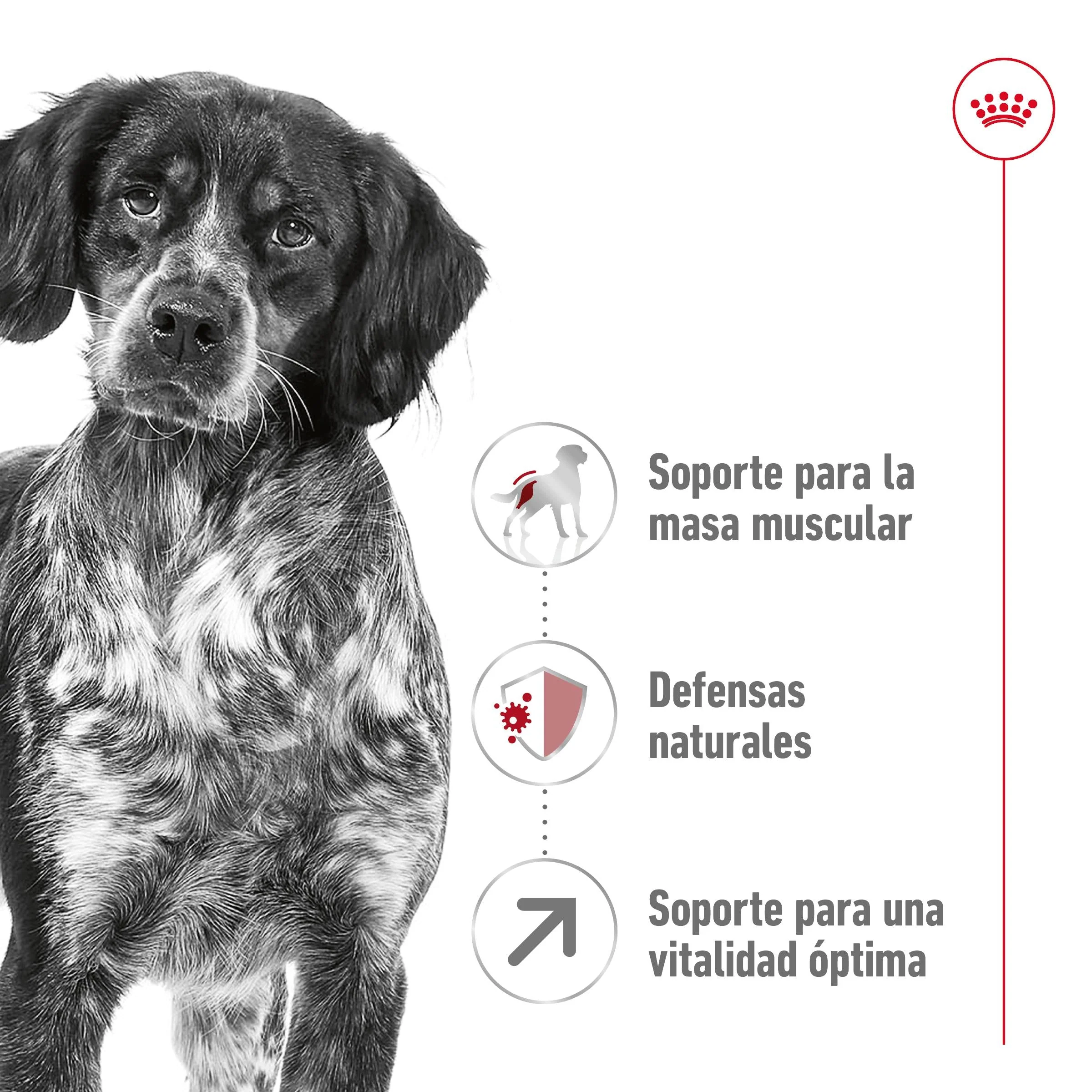 Imagen del producto 8